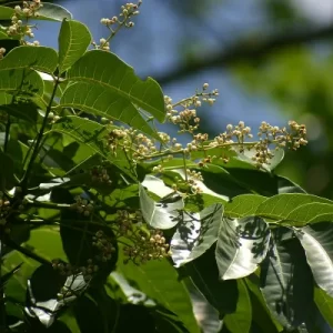 Plant to Stop Poverty (PSP)