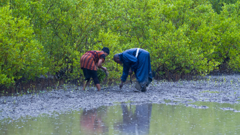 Mangrove Restoration process