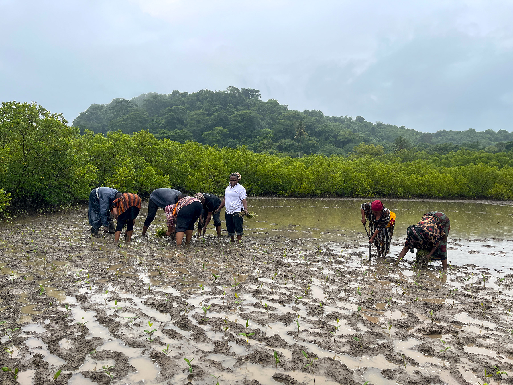 Mangrove Restoration Mission